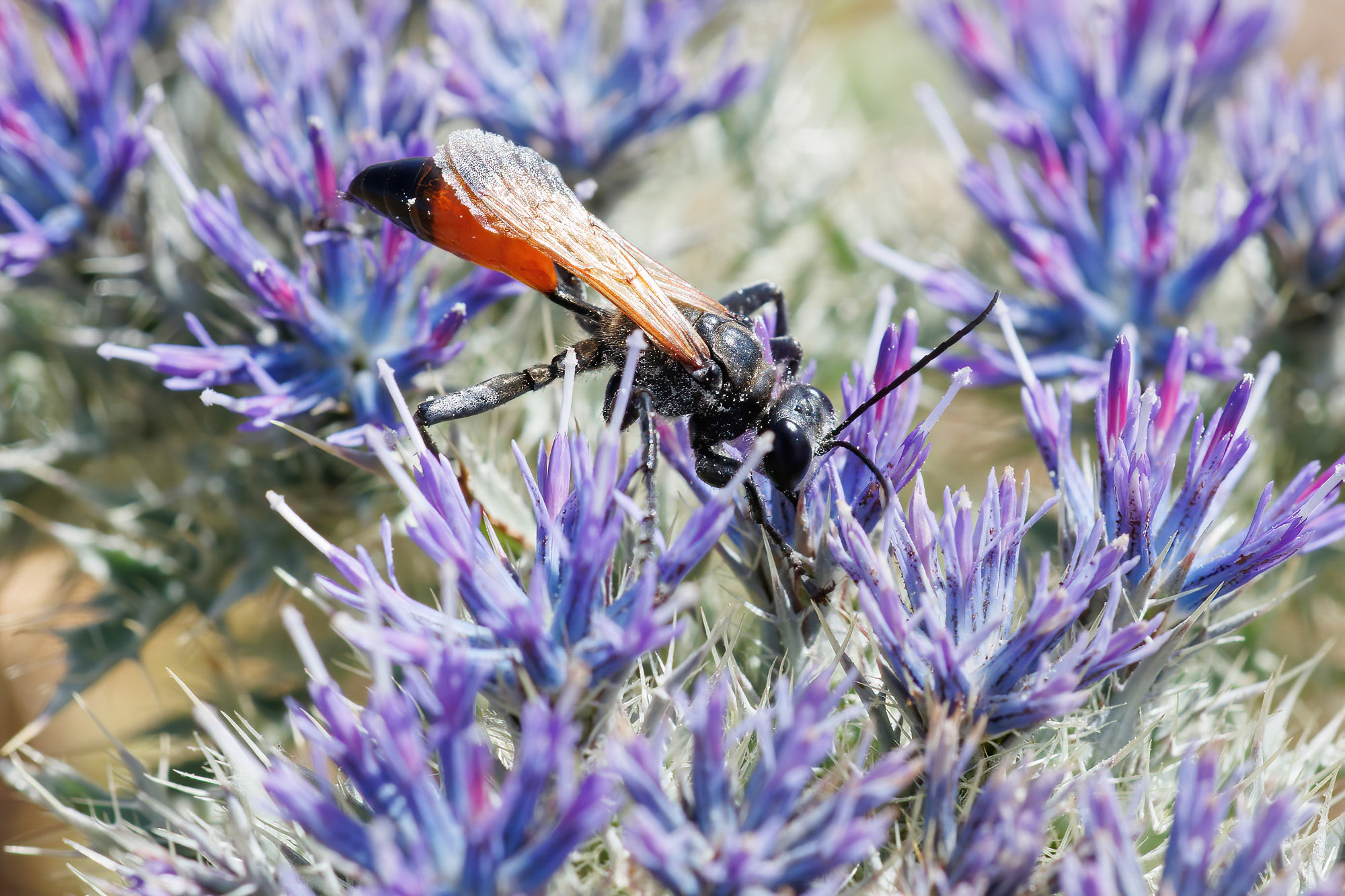 Chilosphex argyrius